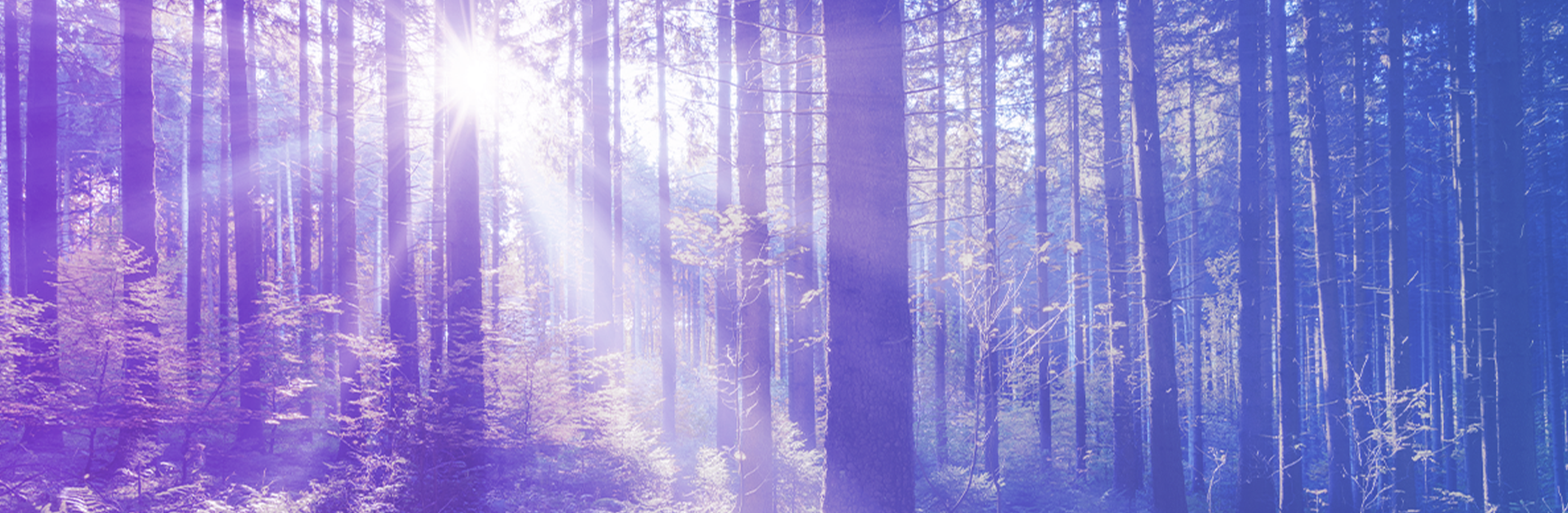 Symbolbild zur Entwaldungsverordnung: Sonne scheint durch den Wald